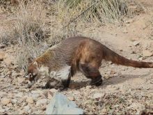 Coati Mundi