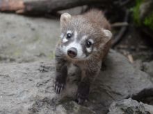 Coati Mundi