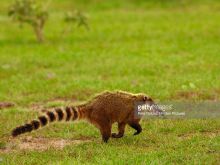 Coati Mundi