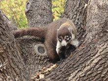 Coati Mundi