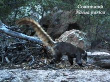 Coati Mundi