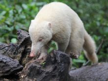 Coati Mundi