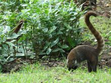 Coati Mundi
