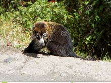 Coati Mundi