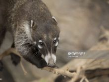 Coati Mundi