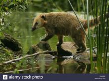 Coati Mundi