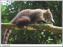 Coati Mundi
