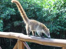 Coati Mundi