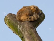 Coati Mundi