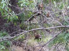 Coati Mundi