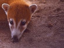 Coati Mundi