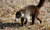 Coati Mundi