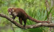 Coati Mundi