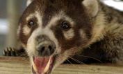 Coati Mundi