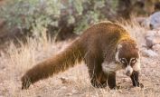 Coati Mundi