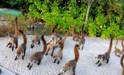 Coati Mundi