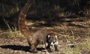 Coati Mundi