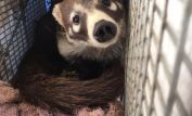 Coati Mundi