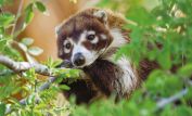 Coati Mundi