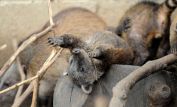Coati Mundi