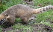 Coati Mundi