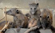 Coati Mundi