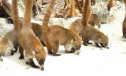 Coati Mundi