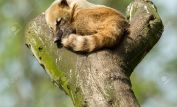 Coati Mundi