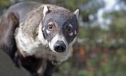 Coati Mundi