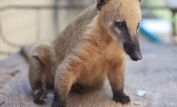 Coati Mundi