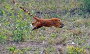 Coati Mundi