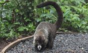 Coati Mundi