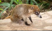 Coati Mundi