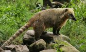 Coati Mundi