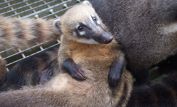 Coati Mundi