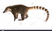 Coati Mundi