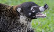 Coati Mundi
