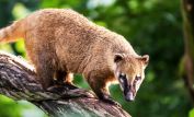 Coati Mundi