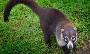 Coati Mundi