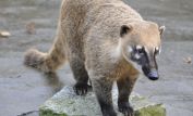 Coati Mundi