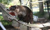 Coati Mundi
