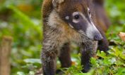 Coati Mundi