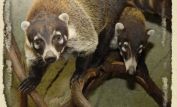 Coati Mundi