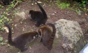Coati Mundi