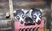 Coati Mundi