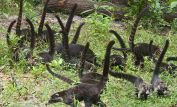 Coati Mundi