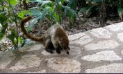 Coati Mundi