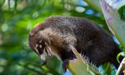 Coati Mundi