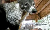 Coati Mundi