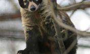 Coati Mundi